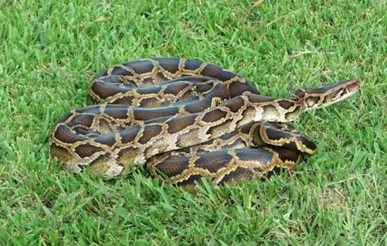 Everglades Showdown as South Florida Wrangler Battles 'Dragon' Python on Boat