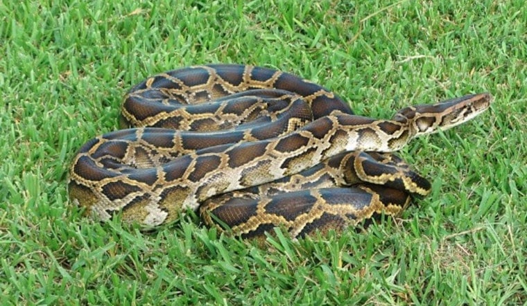 Everglades Showdown as South Florida Wrangler Battles 'Dragon' Python on Boat