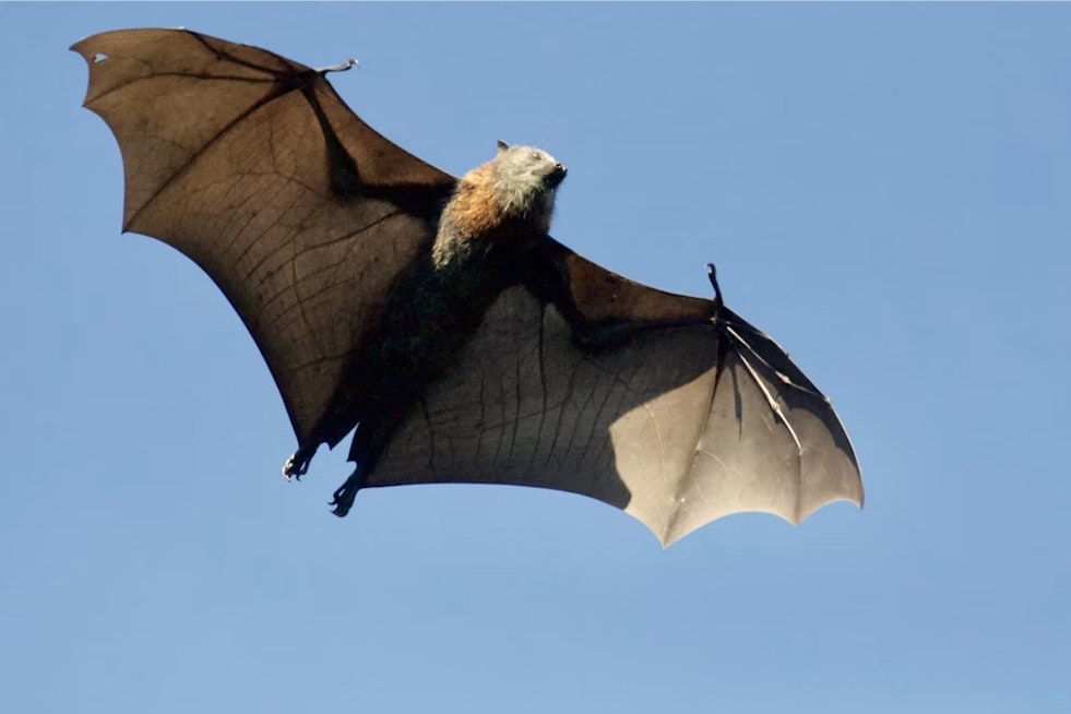 Evergreen Lake Bat Scare Puts Jeffco Hikers On Rabies Alert