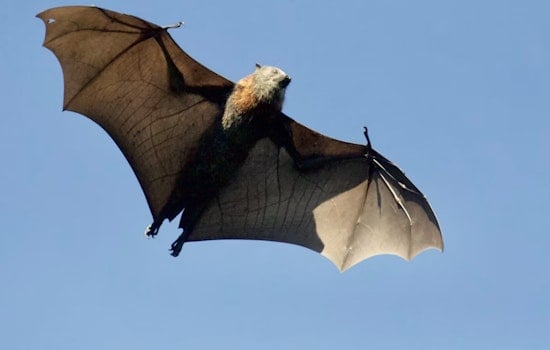 Evergreen Lake Bat Scare Puts Jeffco Hikers On Rabies Alert