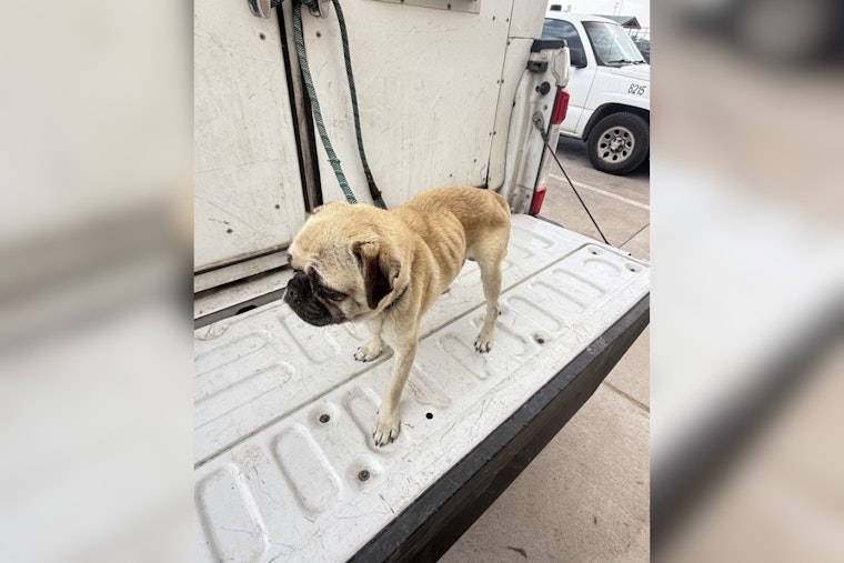 Fabens Pug Wasted Away as Owner 'Waited for Him to Die,' Deputies Say