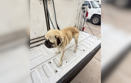 Fabens Pug Wasted Away as Owner 'Waited for Him to Die,' Deputies Say