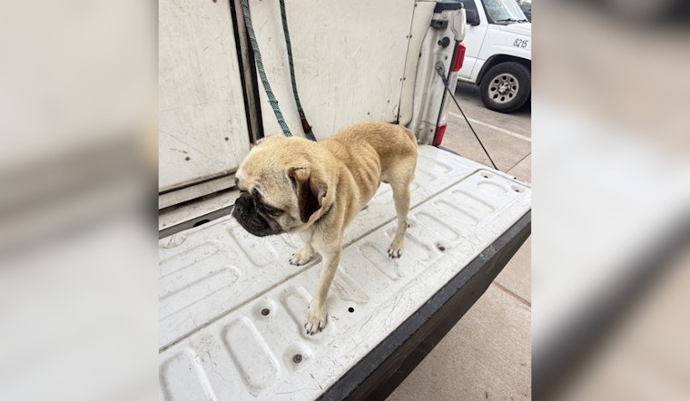 Fabens Pug Wasted Away as Owner 'Waited for Him to Die,' Deputies Say