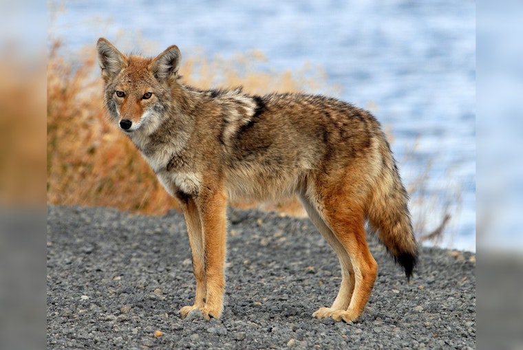 Fearless West Seattle Coyotes Trail Dogs and Cruise Local Yards