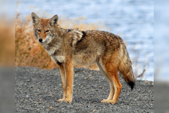Fearless West Seattle Coyotes Trail Dogs and Cruise Local Yards