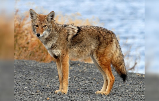 Fearless West Seattle Coyotes Trail Dogs and Cruise Local Yards