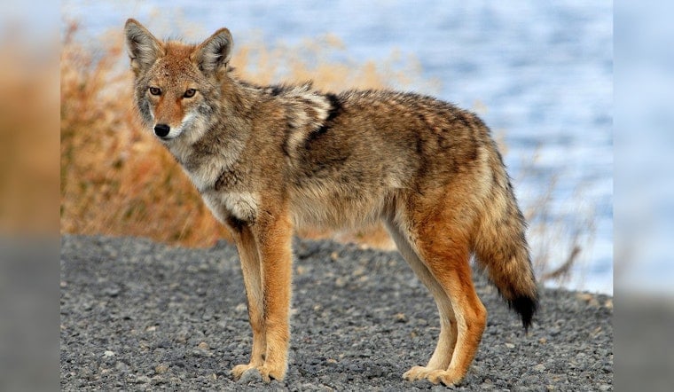 Fearless West Seattle Coyotes Trail Dogs and Cruise Local Yards