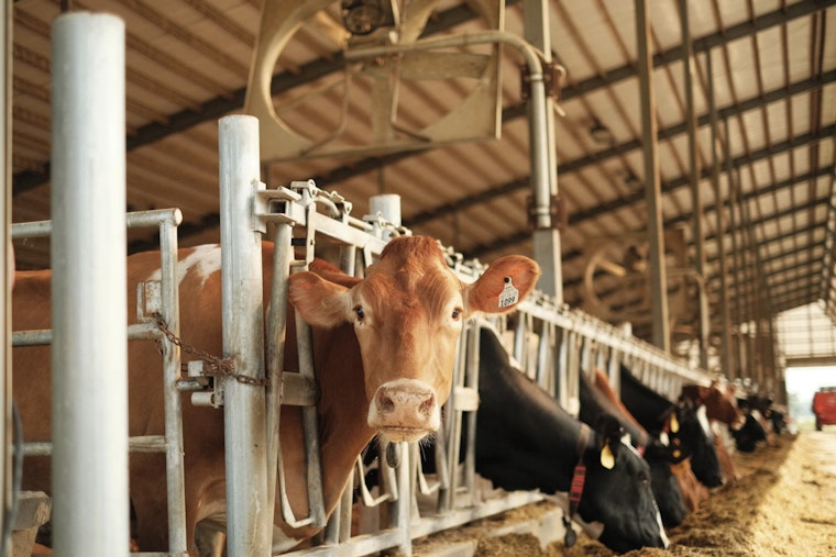 Feds Crack Open Visa Spigot For New York Dairies, Leave Farmers In Limbo