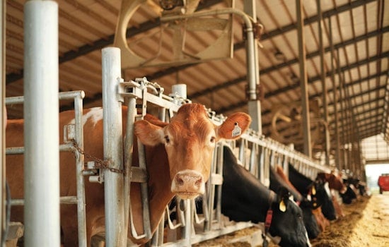 Feds Crack Open Visa Spigot For New York Dairies, Leave Farmers In Limbo