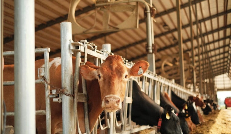 Feds Crack Open Visa Spigot For New York Dairies, Leave Farmers In Limbo