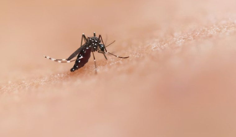 First West Nile Death Hits Phoenix as Monsoon Mosquitoes Swarm