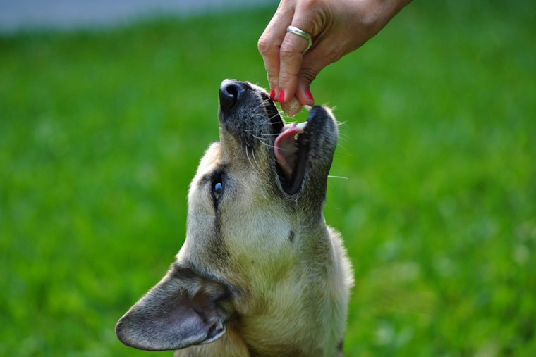 Fort Lauderdale Pups Laid Out By Edibles As Legal Weed Moves In