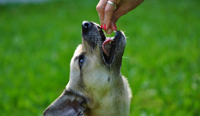 Fort Lauderdale Pups Laid Out By Edibles As Legal Weed Moves In