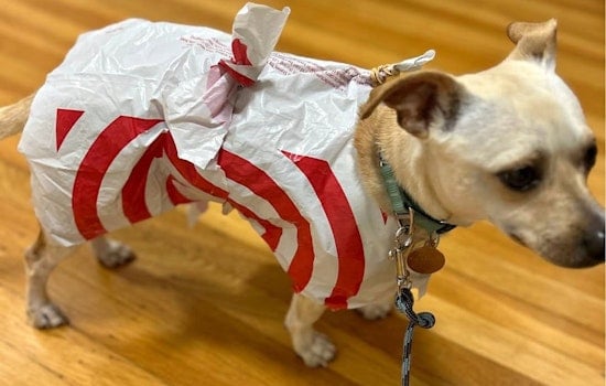 Founder of Real SF Startup Is Cutting Up Banned Target Bags and Calling Them Dog Raincoats. They're $2.