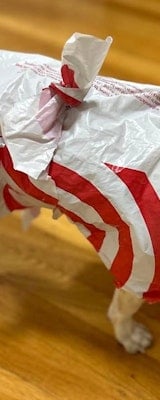 Founder of Real SF Startup Is Cutting Up Banned Target Bags and Calling Them Dog Raincoats. They're $2.
