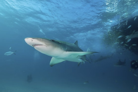 Friendswood Kid Cheats Death In Bahamas Shark Mauling After Brother’s Swimsuit Tourniquet