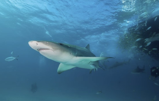 Friendswood Kid Cheats Death In Bahamas Shark Mauling After Brother’s Swimsuit Tourniquet