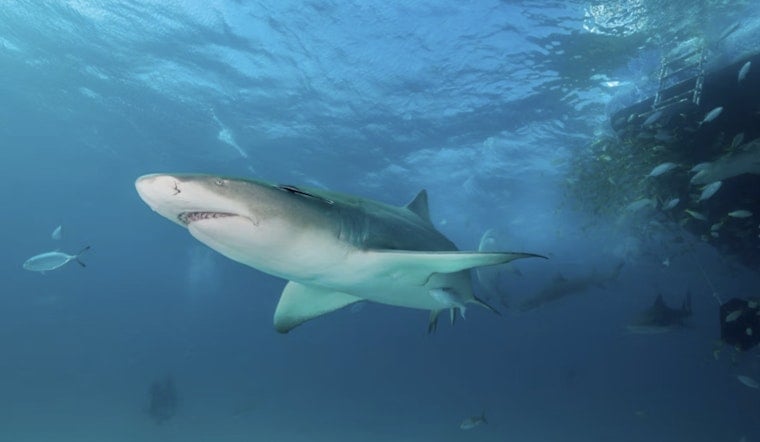 Friendswood Kid Cheats Death In Bahamas Shark Mauling After Brother’s Swimsuit Tourniquet