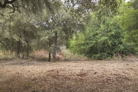 From Traffic-Snarling Blaze to Shaded Fuel Break: Lockhart Line Now Shields Scotts Valley