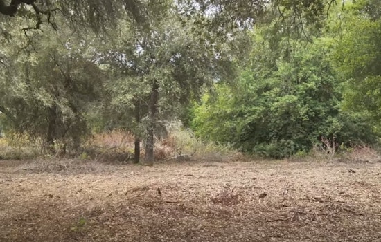 From Traffic-Snarling Blaze to Shaded Fuel Break: Lockhart Line Now Shields Scotts Valley