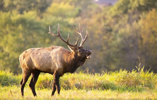 Front-Door Elk Rage Rocks Estes Park Apartment Complex