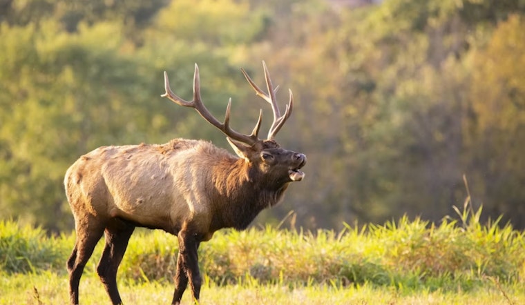 Front-Door Elk Rage Rocks Estes Park Apartment Complex