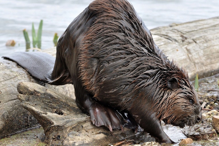 Furry River Outsider: Rare Beaver Cruises By Gansevoort Peninsula