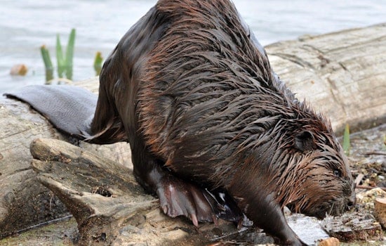 Furry River Outsider: Rare Beaver Cruises By Gansevoort Peninsula