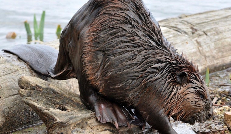 Furry River Outsider: Rare Beaver Cruises By Gansevoort Peninsula