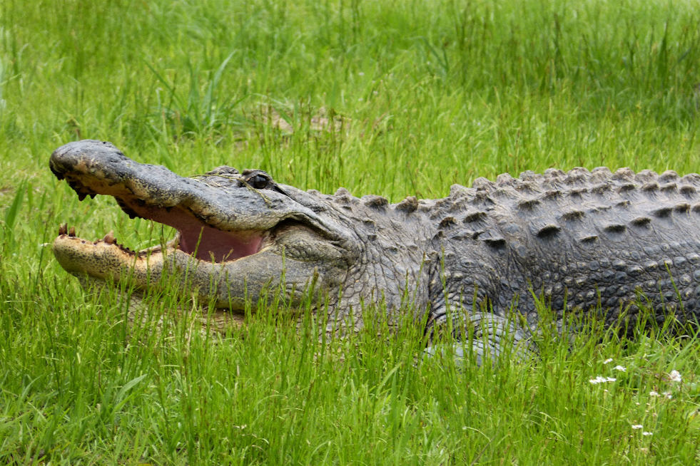 Gator Chomp Shuts Down Rainbow River As Dunnellon Snorkeler Hurt