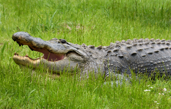 Gator Chomp Shuts Down Rainbow River As Dunnellon Snorkeler Hurt