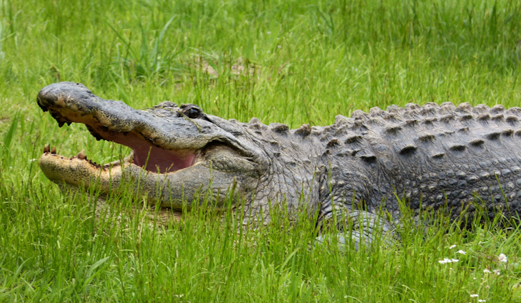 Gator Chomp Shuts Down Rainbow River As Dunnellon Snorkeler Hurt