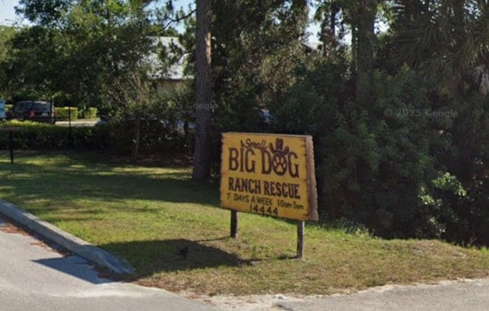 Gator Horror In Boynton As Rescue Mourns Beagle Omelette