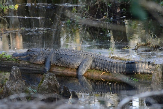 Gator Hung From Tree Shocks Valdosta’s Langdale Park Regulars