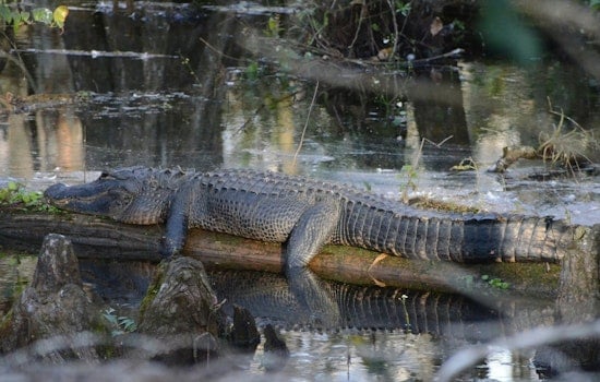 Gator Hung From Tree Shocks Valdosta’s Langdale Park Regulars
