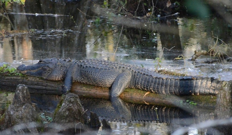 Gator Hung From Tree Shocks Valdosta’s Langdale Park Regulars