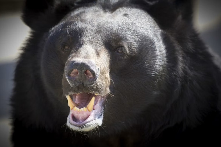 Giant 576-Pound Black Bear Collared After Startling Ashtabula County