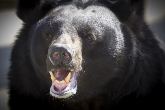 Giant 576-Pound Black Bear Collared After Startling Ashtabula County