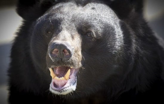 Giant 576-Pound Black Bear Collared After Startling Ashtabula County