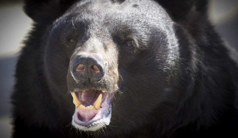 Giant 576-Pound Black Bear Collared After Startling Ashtabula County