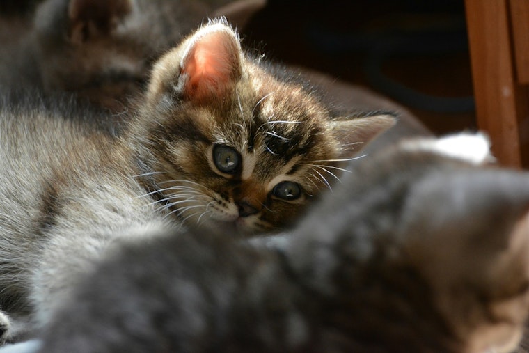 Glen Cove ‘House Of Horrors’ Busted: Mom Charged After Nearly 100 Cats Seized