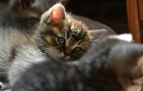 Glen Cove ‘House Of Horrors’ Busted: Mom Charged After Nearly 100 Cats Seized