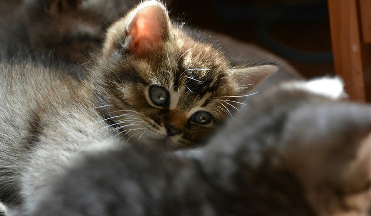 Glen Cove ‘House Of Horrors’ Busted: Mom Charged After Nearly 100 Cats Seized