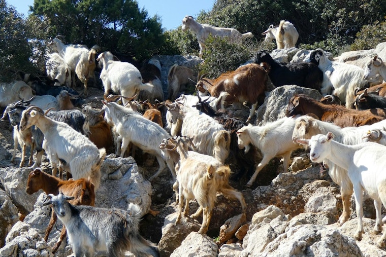 Goat Fire Brigade Chews Through Malibu Hills to Shield Homes