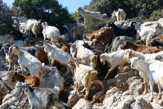 Goat Fire Brigade Chews Through Malibu Hills to Shield Homes