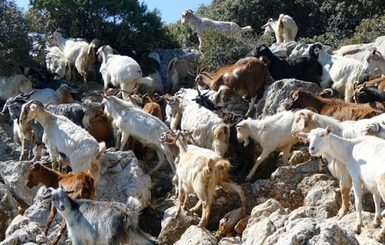 Goat Fire Brigade Chews Through Malibu Hills to Shield Homes