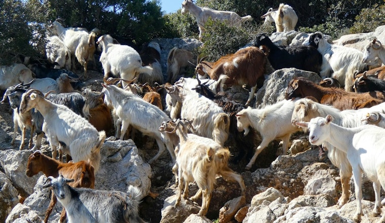 Goat Fire Brigade Chews Through Malibu Hills to Shield Homes