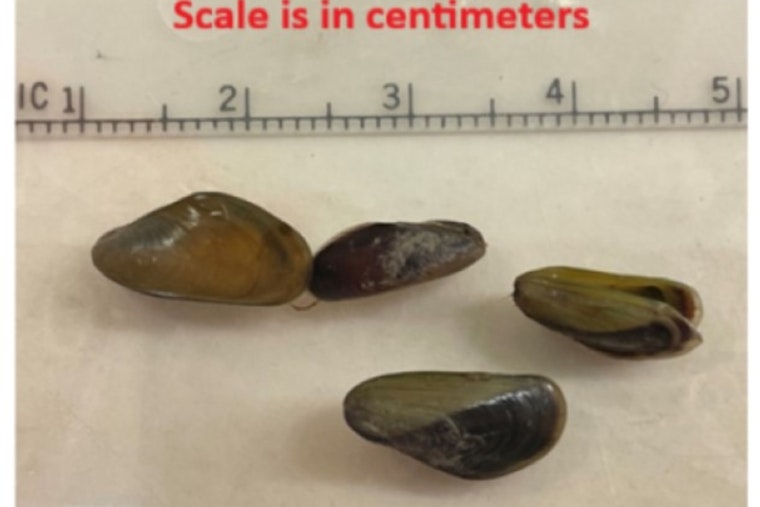 Golden Mussel Invasion Has Sacramento Supes Eyeing Emergency Declaration