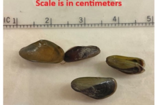 Golden Mussel Invasion Has Sacramento Supes Eyeing Emergency Declaration