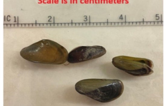 Golden Mussel Invasion Has Sacramento Supes Eyeing Emergency Declaration